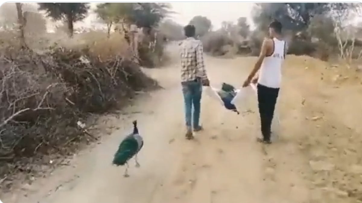 <div class="paragraphs"><p>Peacock refusing to leave it's partner.</p></div>