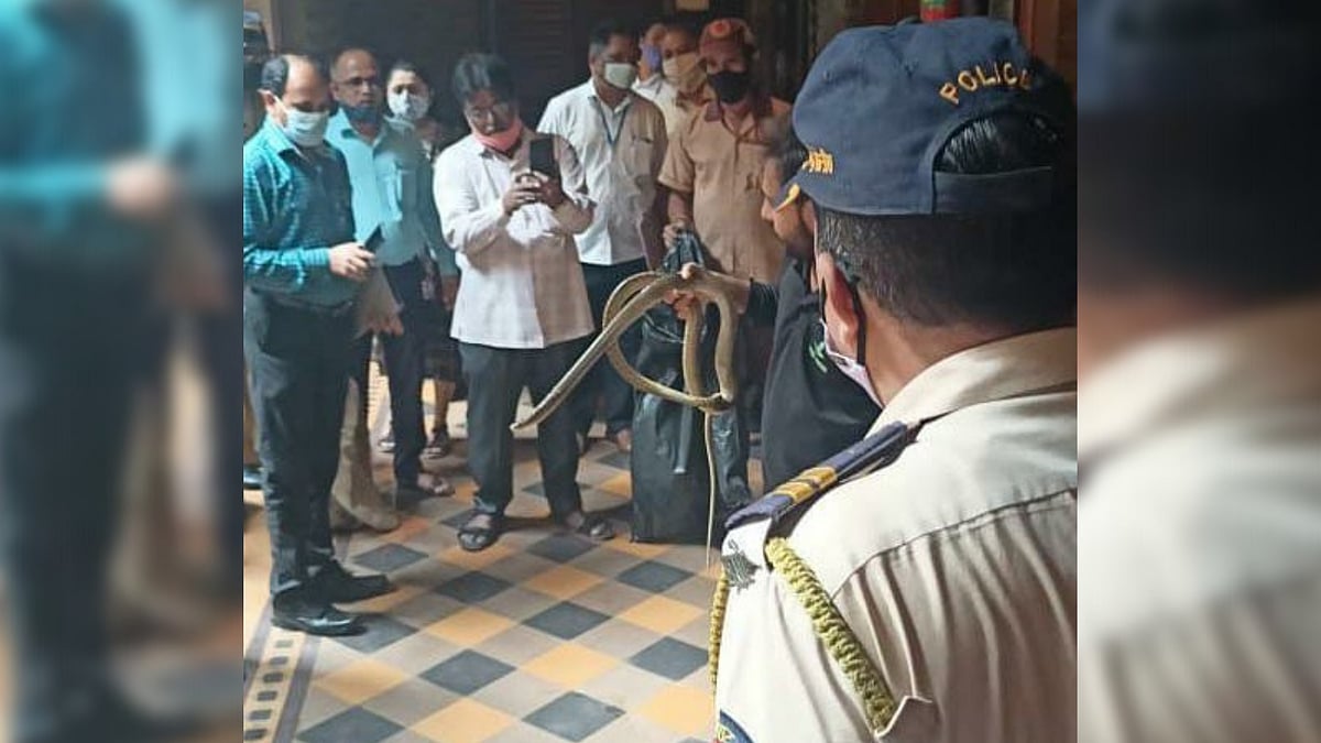 <div class="paragraphs"><p>Snake found in Bombay HC judge's chambers.</p></div>