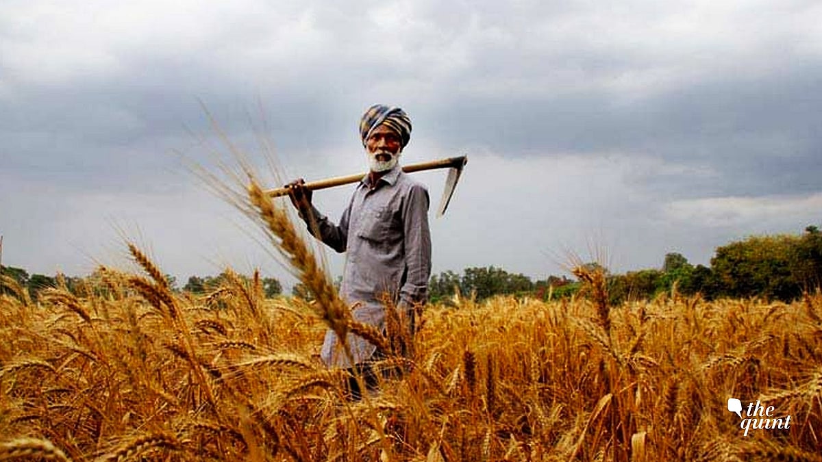 <div class="paragraphs"><p>At the core of the farmer-State confrontation, and now of the hard negotiations between them, lies this issue: Who will fix the cracking food bowl? Image used for representative purposes. </p></div>