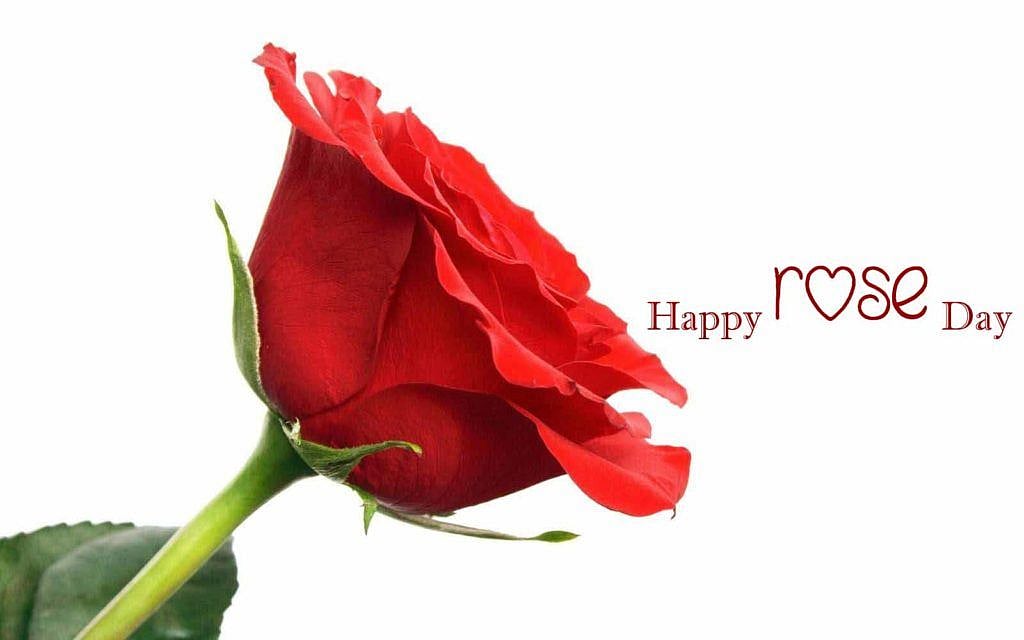 <div class="paragraphs"><p>Rose day 2023 </p></div>