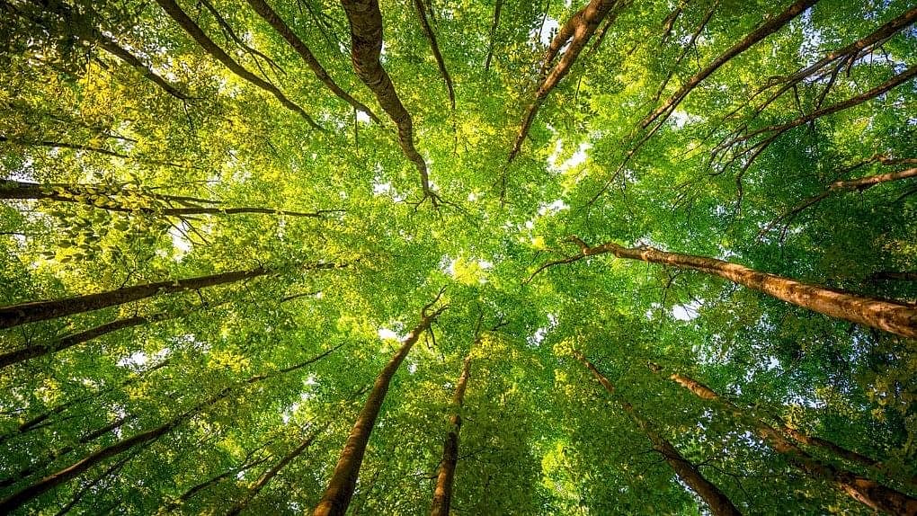 <div class="paragraphs"><p>Ahmedabad municipal corporations plans on developing new gardens and parks to strengthen green cover in the city.</p></div>