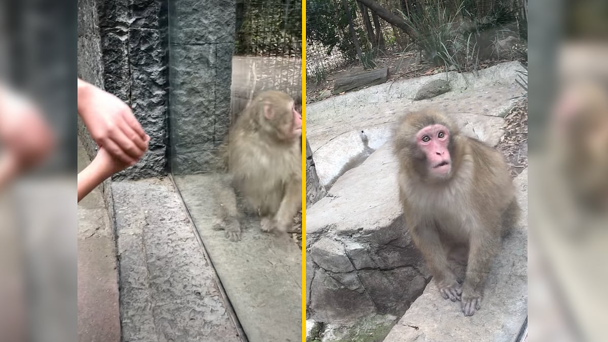 <div class="paragraphs"><p>Monkey awestruck after watching magic trick.</p></div>