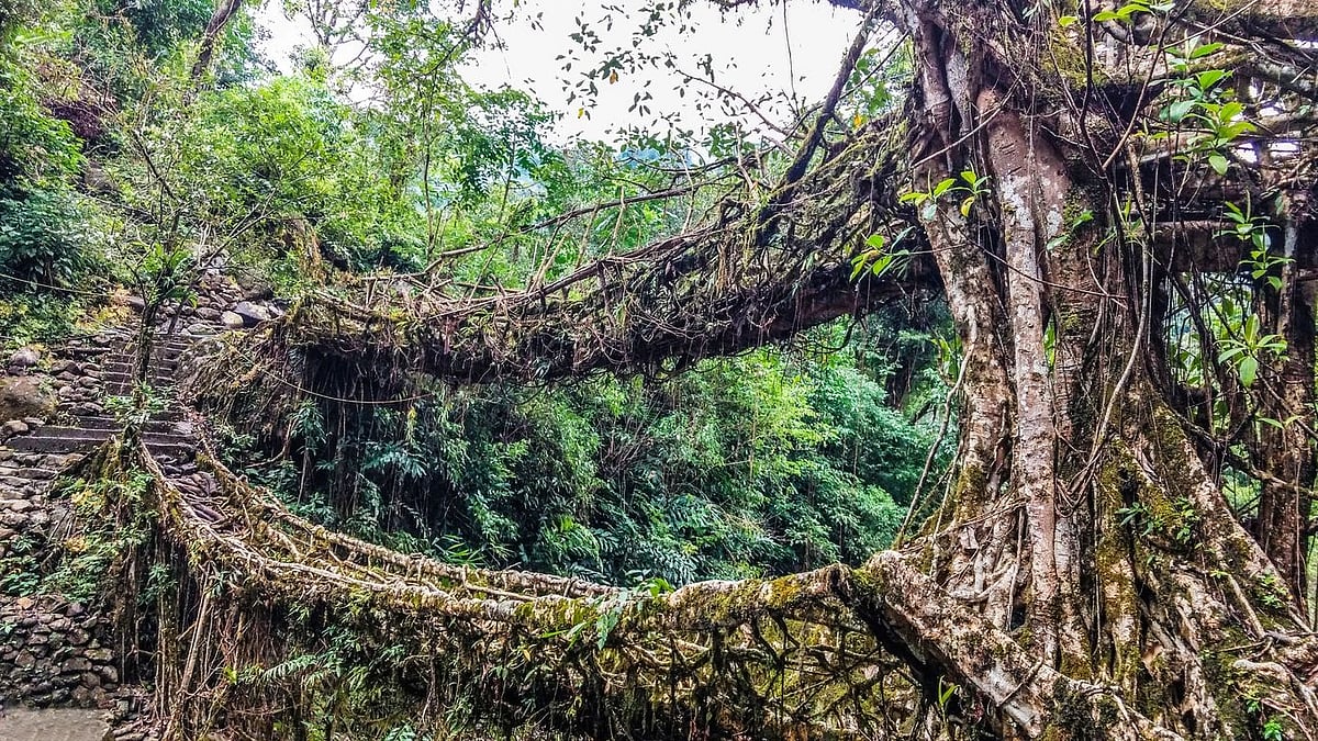 <div class="paragraphs"><p>Living Root Bridges of Meghalaya. Image used for representation only. </p></div>