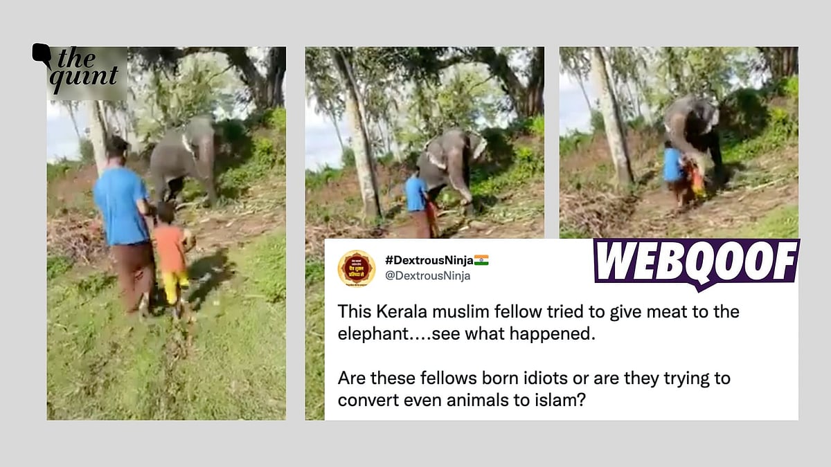 <div class="paragraphs"><p>The claim states that the man was feeding the elephant meat.</p></div>