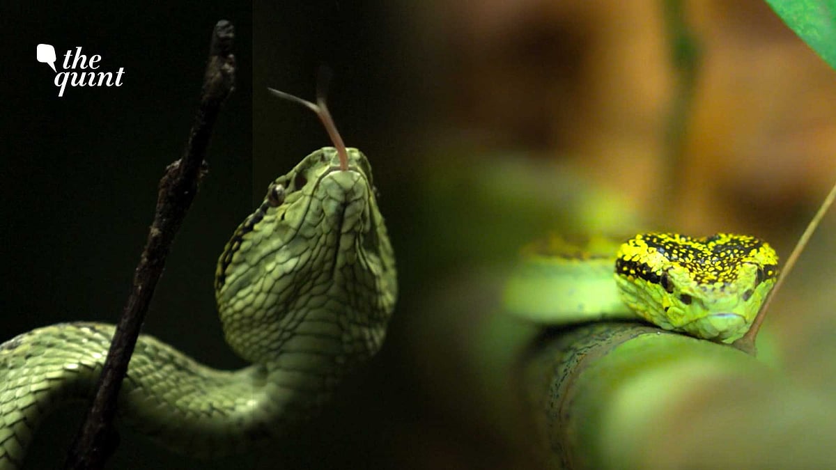 <div class="paragraphs"><p>Wild You Were Sleeping Episode 1: Malabar Pit Viper</p></div>