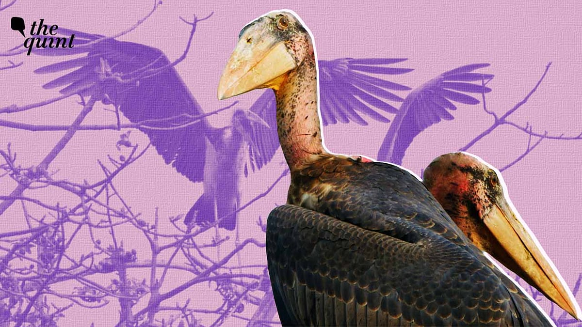 <div class="paragraphs"><p>World Environment Day 2022: Wild You Were Sleeping: The Greater Adjutant Stork</p></div>