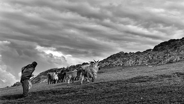 <div class="paragraphs"><p>“Transhumance”, a pastoral or nomadic life, is common among the tribal communities of Jammu & Kashmir, mostly Gujjars and Bakkerwals, as also Gaddis in parts of Jammu.</p></div>