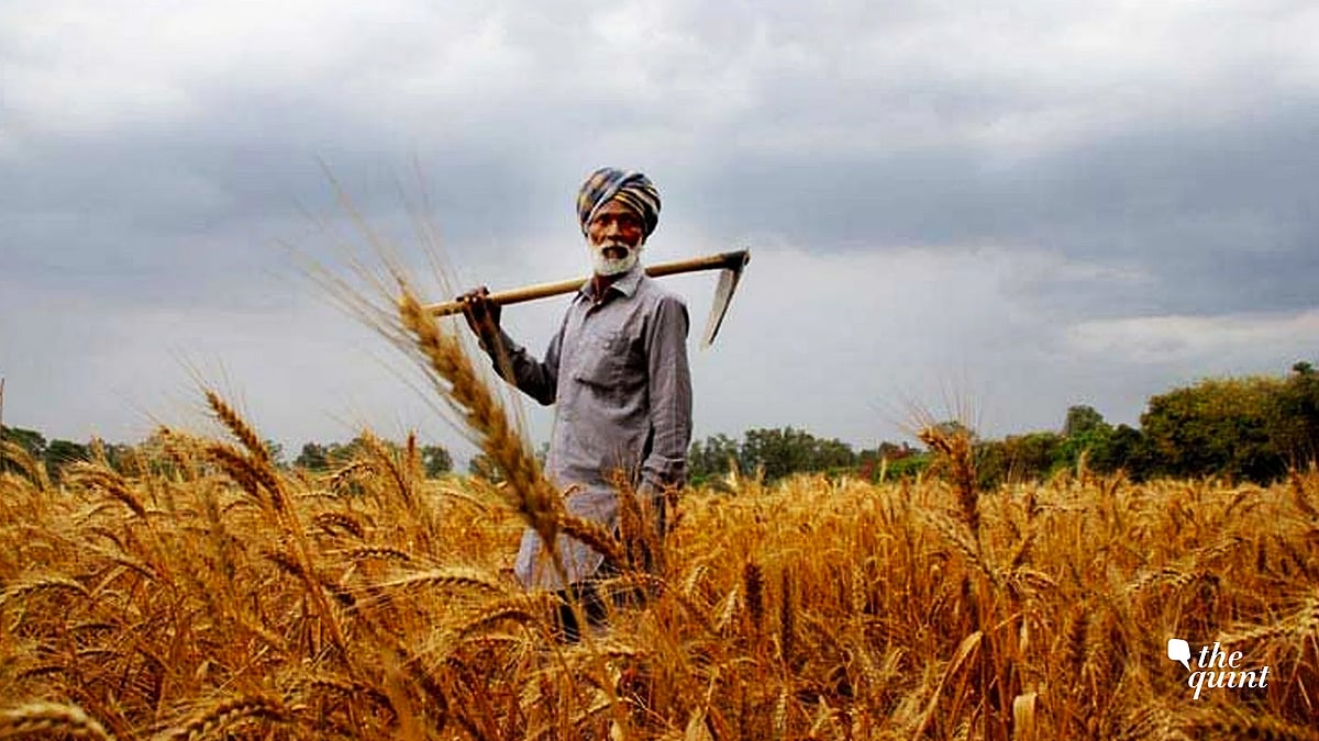 <div class="paragraphs"><p>The Central government announced a ban on wheat exports recently. </p></div>