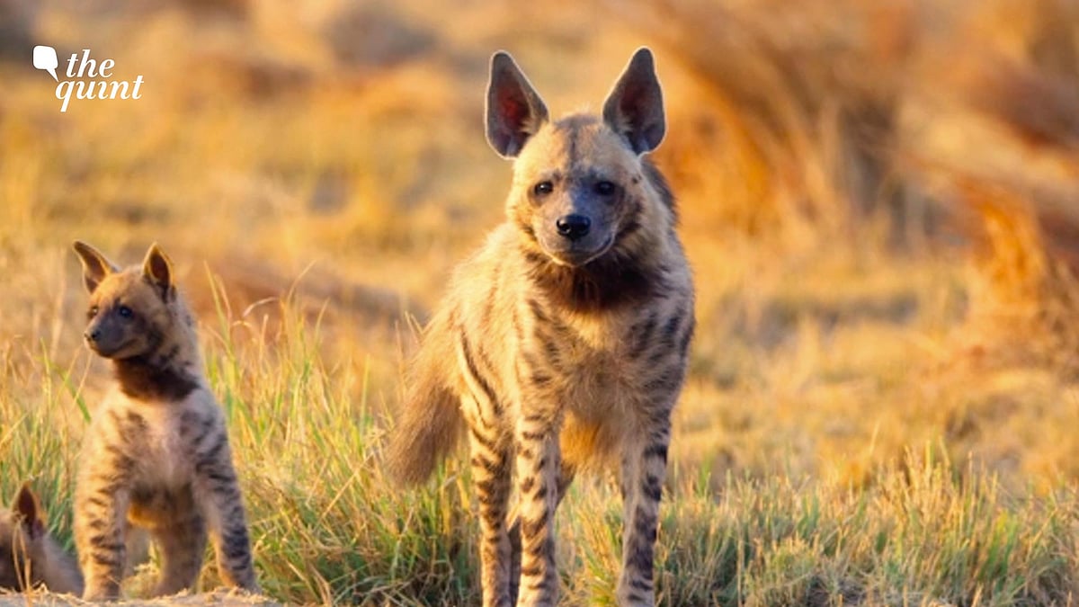 <div class="paragraphs"><p>Wild You Were Sleeping Episode 5: Meet the Striped Hyenas</p></div>