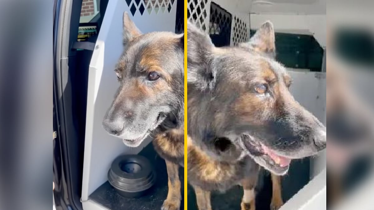 <div class="paragraphs"><p>Rio the service dog.</p></div>
