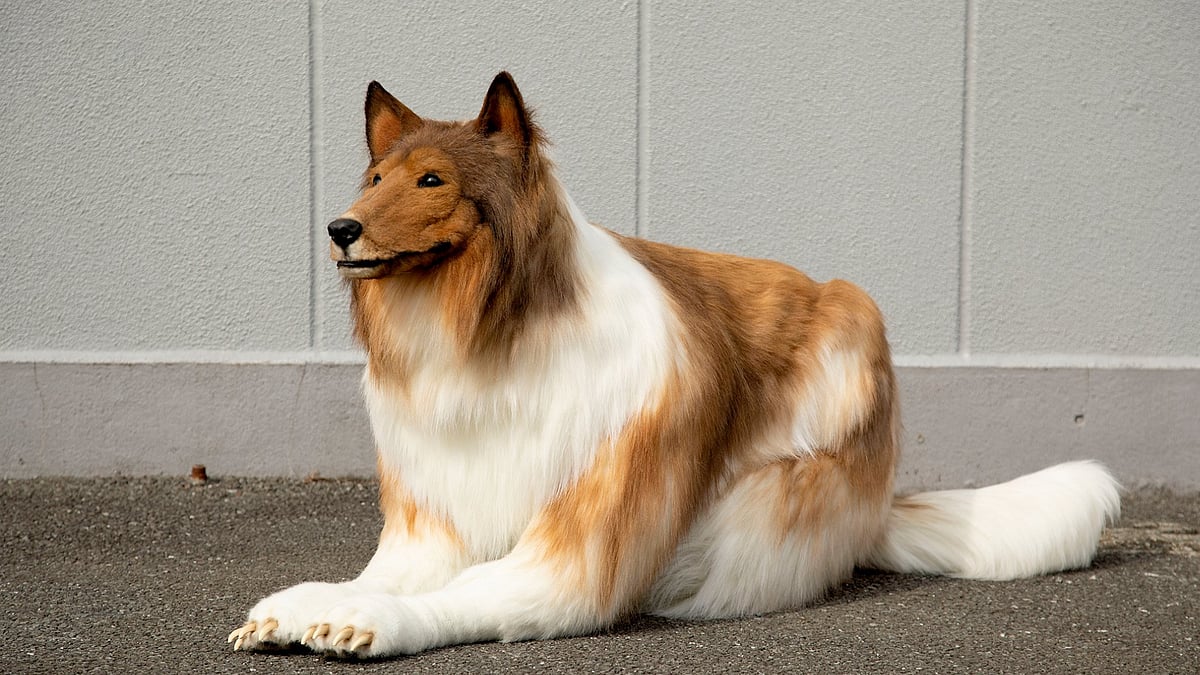 <div class="paragraphs"><p>Japanese man spends 12 lakh to look like a dog.</p></div>
