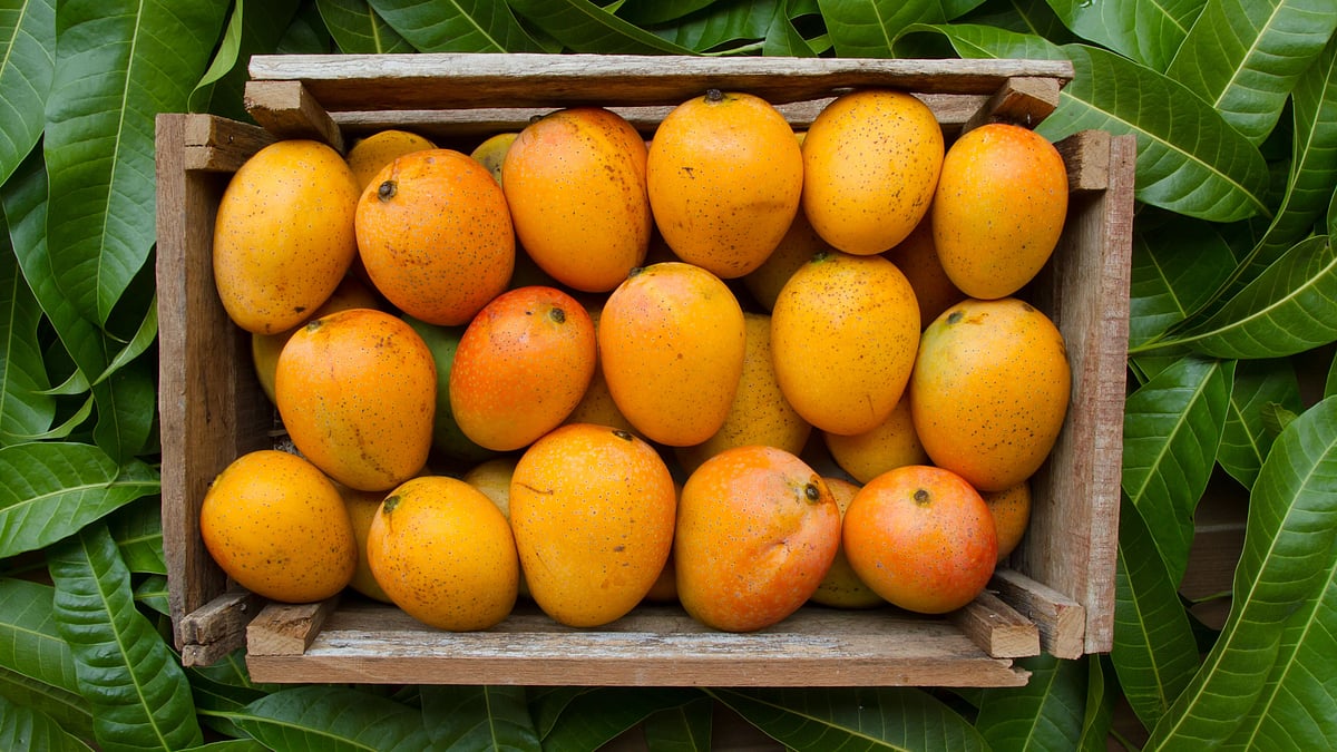 <div class="paragraphs"><p>Mango recipes: Mangalore, Kerala, Benares mango recipes. </p></div>