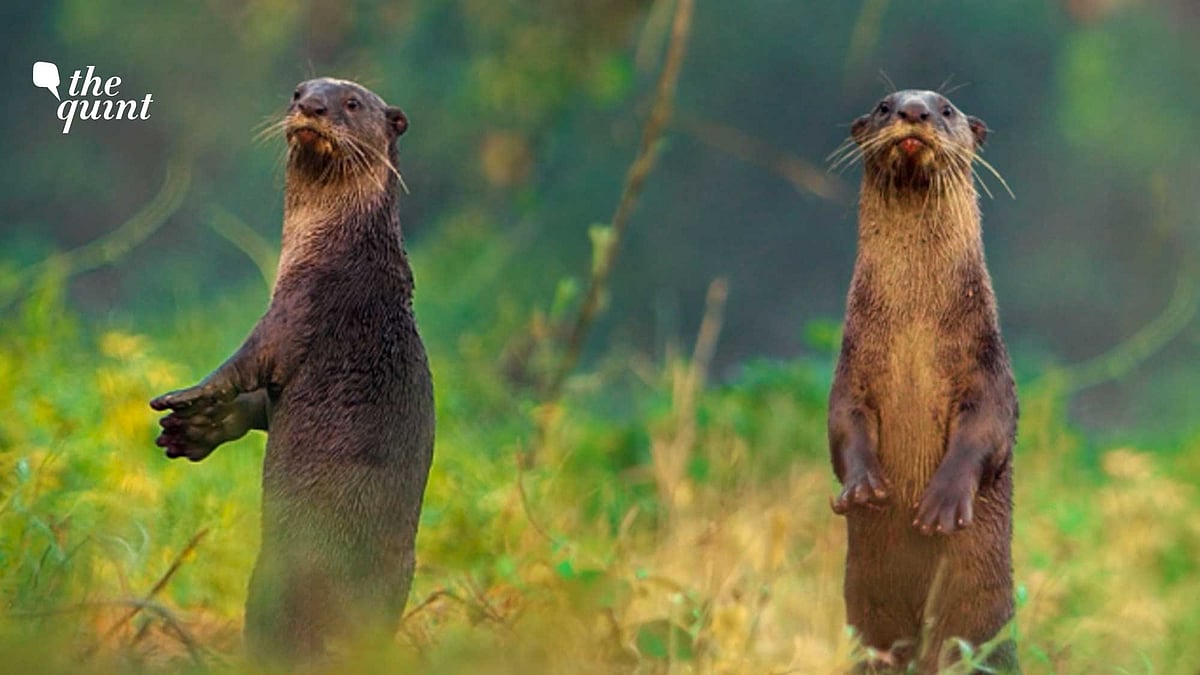 <div class="paragraphs"><p>Wild You Were Sleeping: Smooth-Coated Otter</p></div>