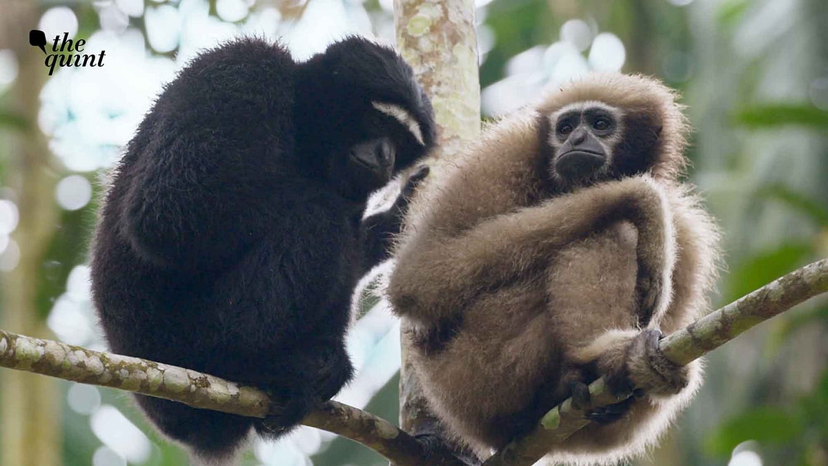 <div class="paragraphs"><p>Wild You Were Sleeping Docuseries: The Western Hoolock Gibbon</p></div>