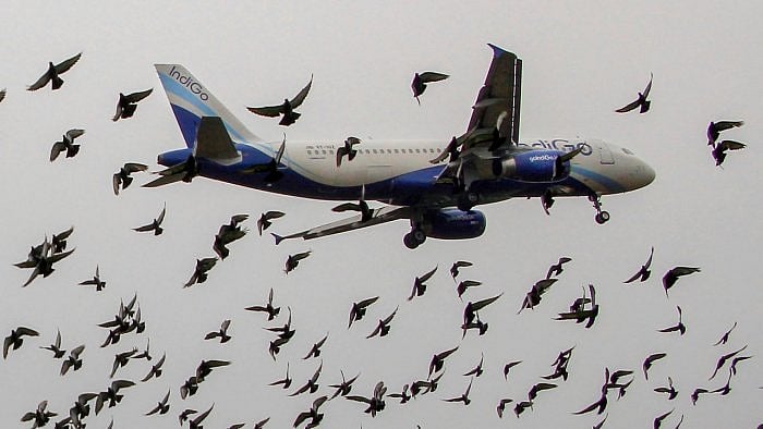 <div class="paragraphs"><p>Bird hit instances in India are up as monsoon sets in.</p></div>