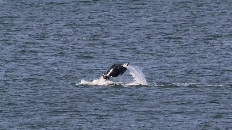 <div class="paragraphs"><p>Curly the humpback whale with the unique tail.</p></div>