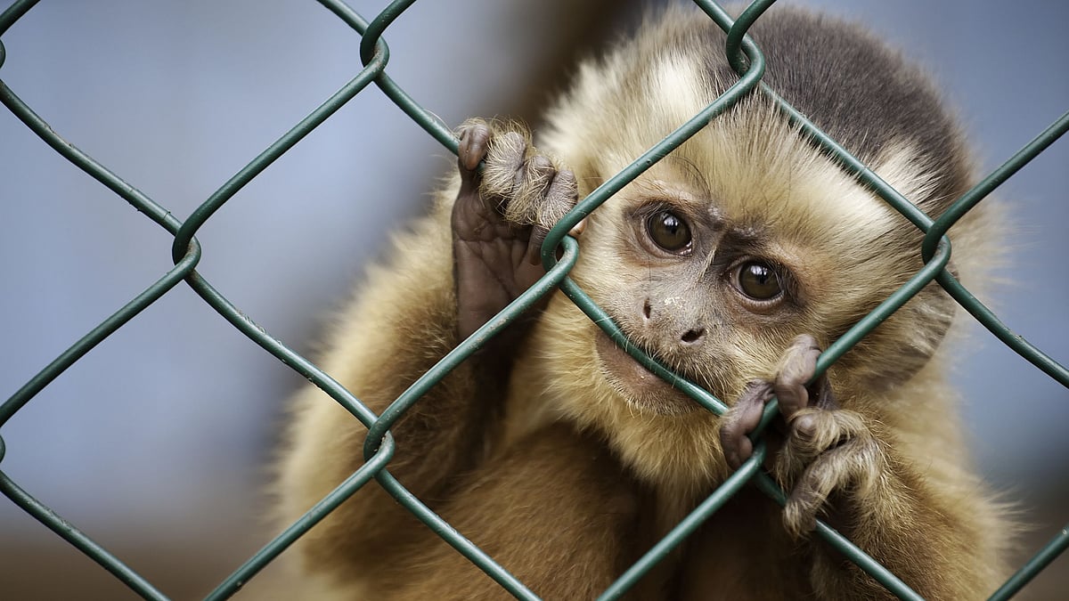 <div class="paragraphs"><p>Monkeypox is a zoonotic virus endemic to parts of Africa, with over 1,000 cases recorded in countries it's not endemic to.</p></div>