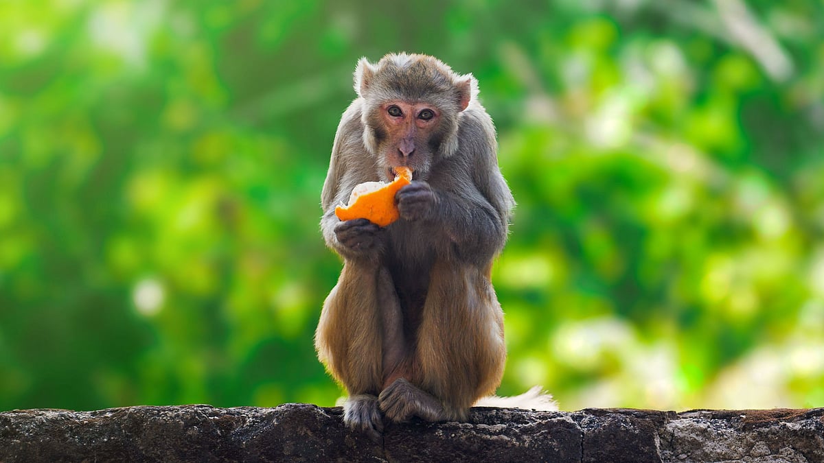 <div class="paragraphs"><p>Monkeypox is a zoonotic virus endemic to west and central Africa.</p></div>