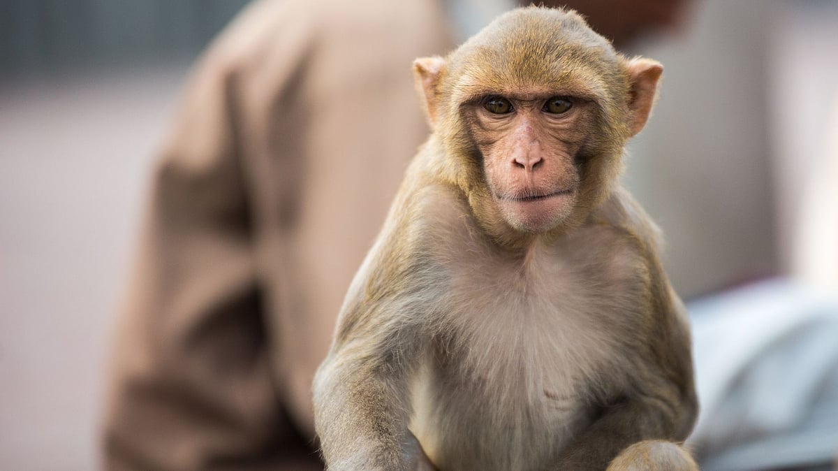 <div class="paragraphs"><p>Monkeypox, originally endemic to West and Central Africa, has spread to over 50 countries.</p></div>