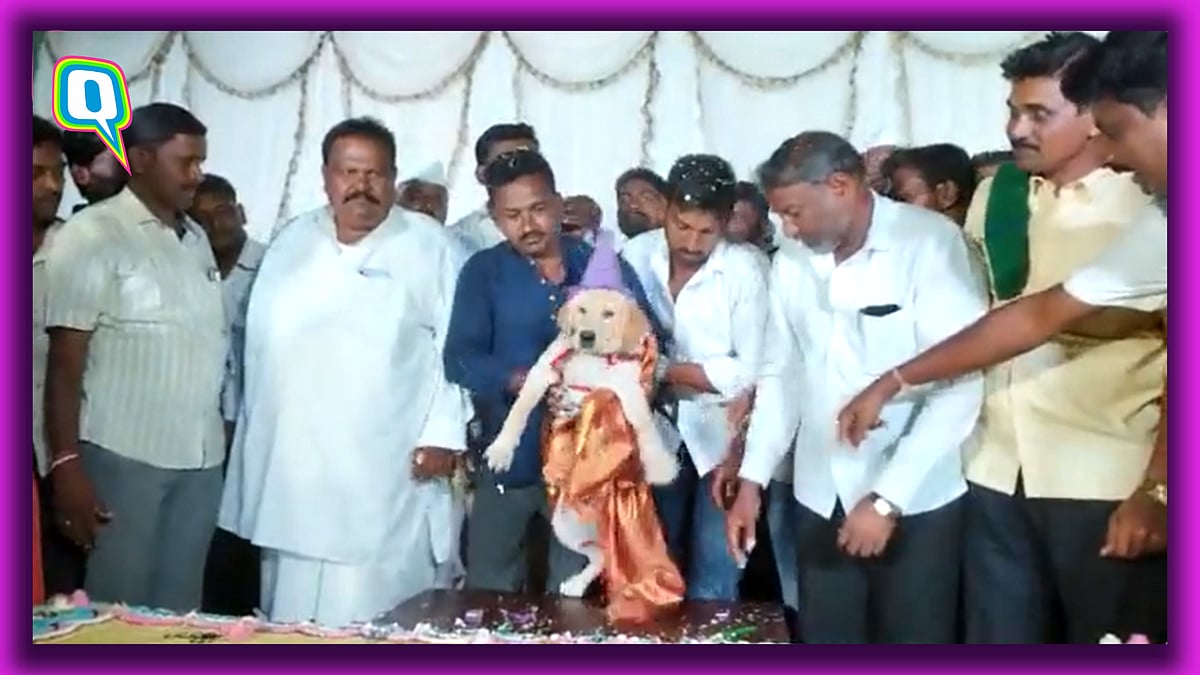 <div class="paragraphs"><p>A lavish party was organised for Krish's birthday.</p></div>