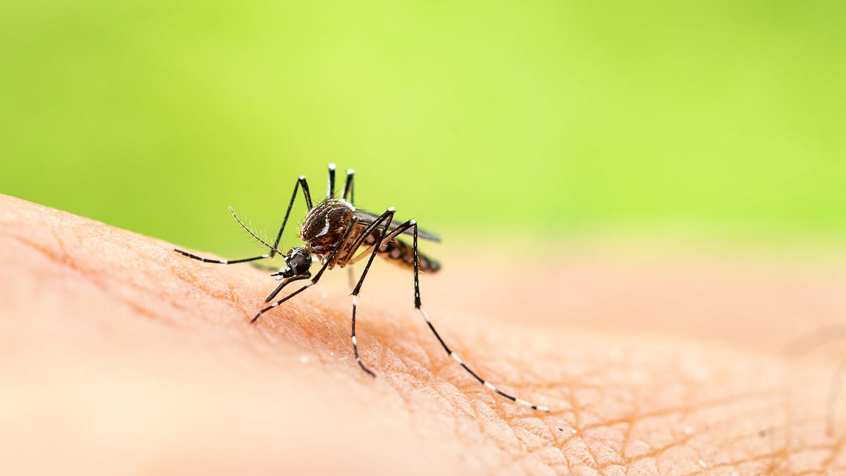 <div class="paragraphs"><p>Singapore's dengue caseload in 2022 has already crossed 13,000 cases, more than the total cases in 2020 or 2021.</p></div>