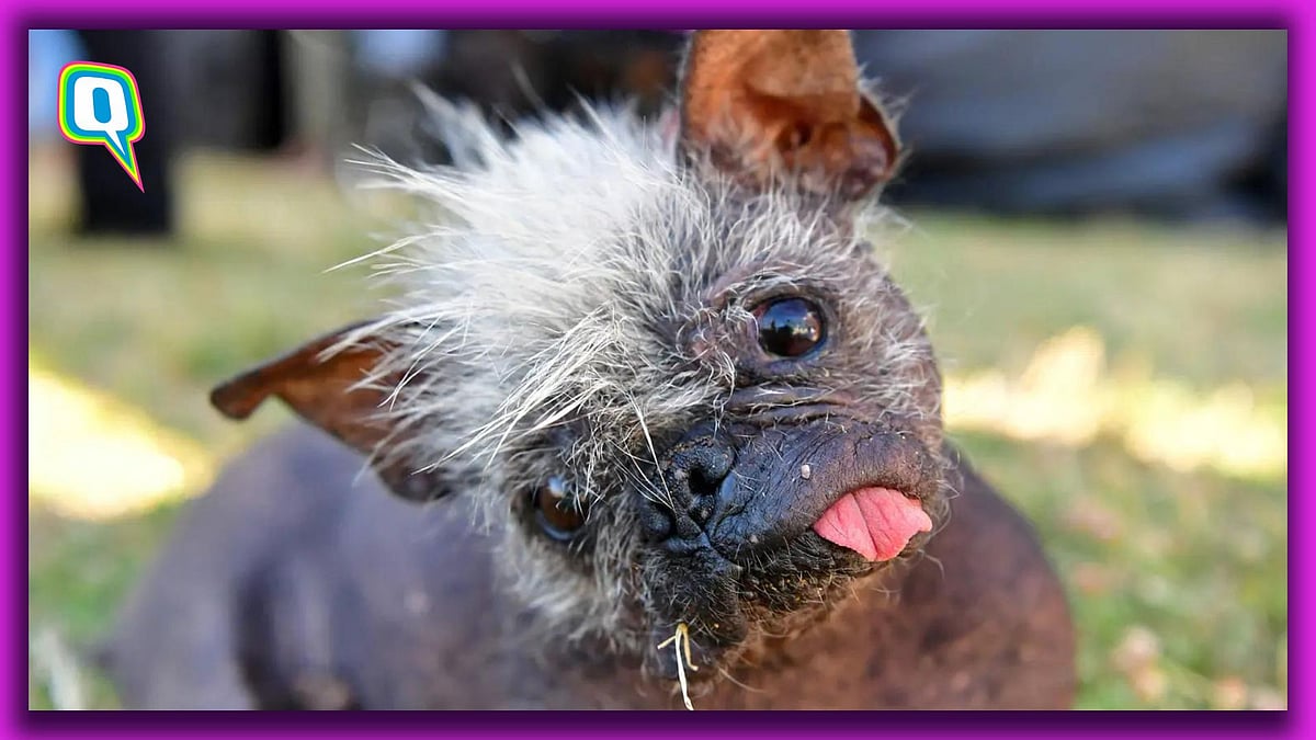 <div class="paragraphs"><p>Mr Happy Face, World's Ugliest Dog of 2022.</p></div>
