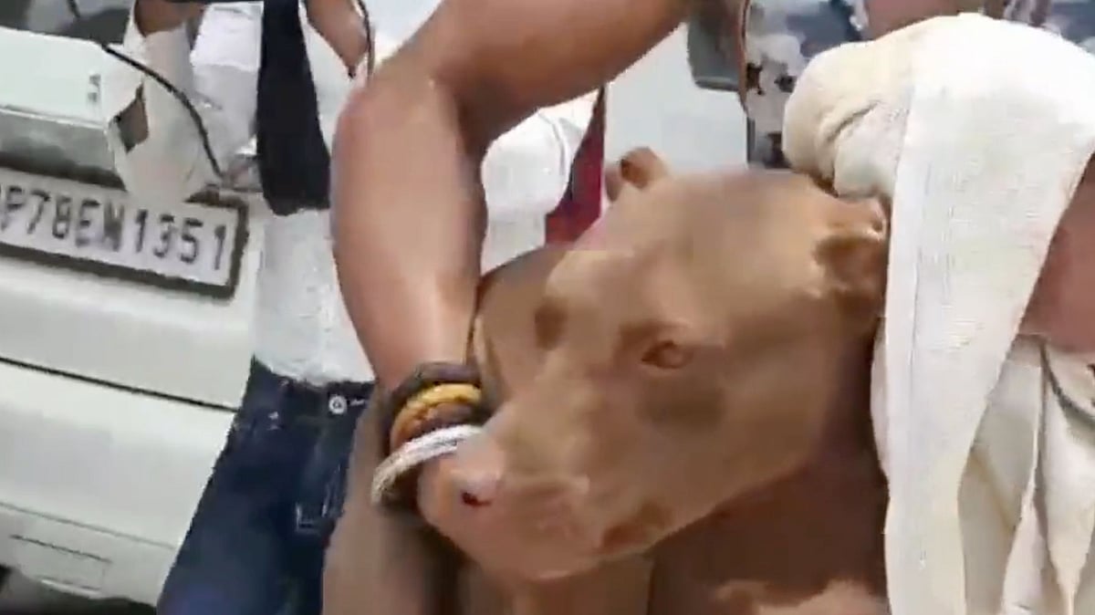 <div class="paragraphs"><p>An old woman in Lucknow was mauled to death by her pet dog, a pit bull. Image used for representation purpose.</p></div>
