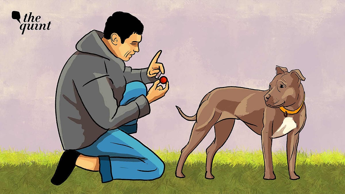 <div class="paragraphs"><p>The breeds identified for the ban also include mixed and crossbreeds.&nbsp;</p></div>