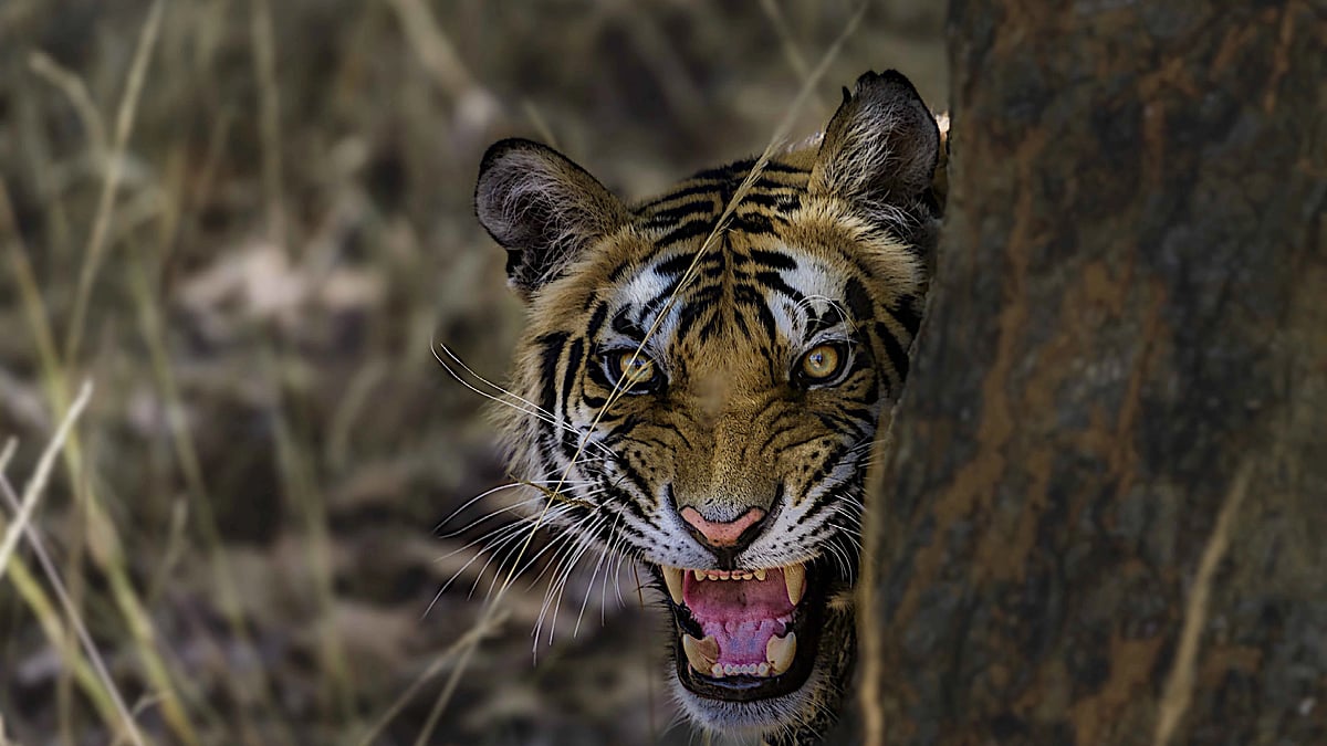 <div class="paragraphs"><p>Aggression comes naturally to tigers as they always must assert territorial supremacy.</p></div>