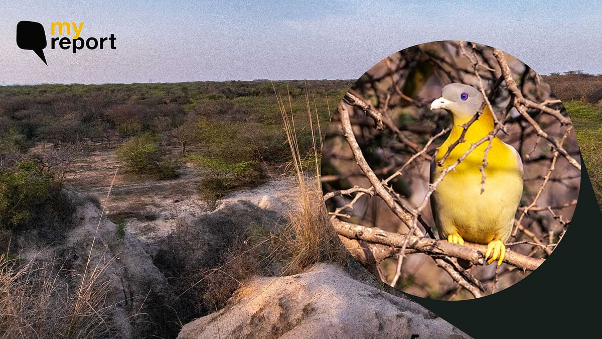 <div class="paragraphs"><p>NCRPB has removed the term Aravali from its Regional Draft Plan 2041.</p></div>