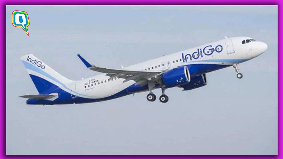 <div class="paragraphs"><p>Indigo's cute fee goes viral on Twitter.</p></div>