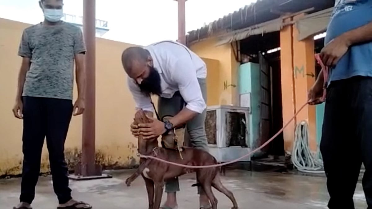 <div class="paragraphs"><p>A pet <a href="https://www.thequint.com/topic/pit-bull">pit bull</a> who mauled 82-year-old Sushila Tripathi to death in Lucknow was reunited with her owner on Thursday, 28 July.</p></div>
