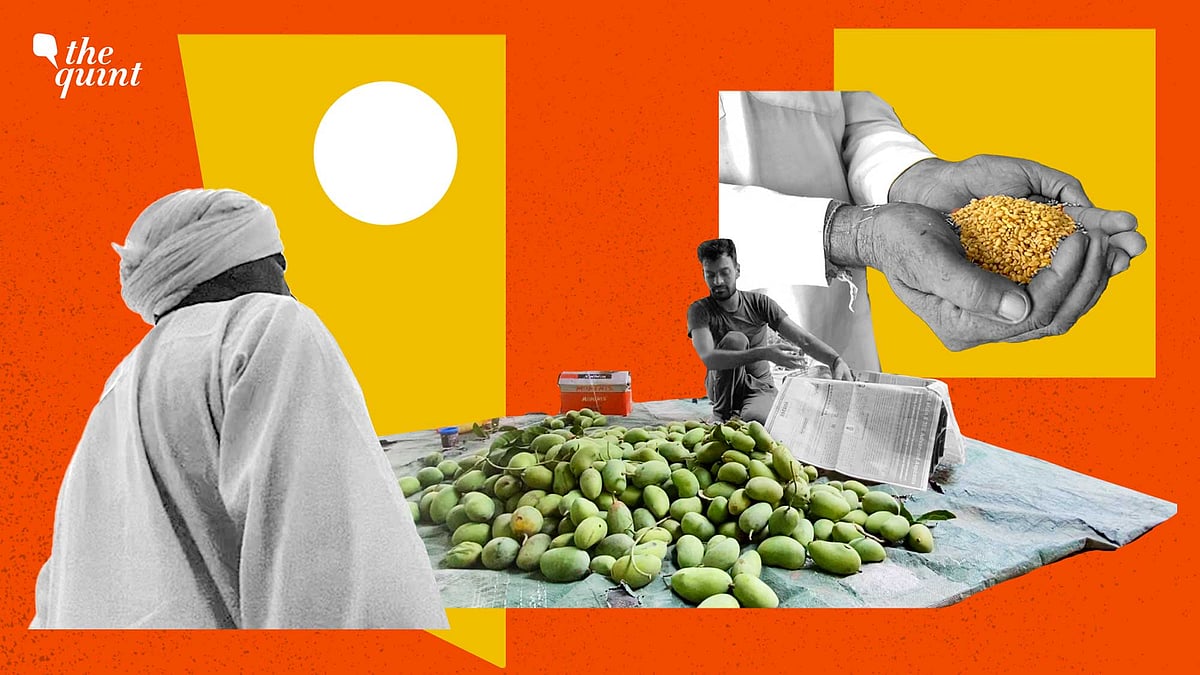 <div class="paragraphs"><p>The farmers feel that the government needs to accept that the temperature is rising, crops are being destroyed, diseases are spreading, and they need to help farmers.</p></div>