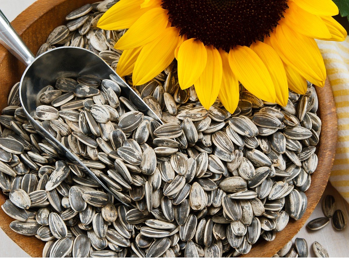 <div class="paragraphs"><p>Know the benefits of including sunflower seeds in your diet.</p></div>