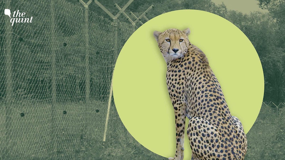 <div class="paragraphs"><p>Journalist Bahar Dutt travels to Kuno National Park to bring us the exclusive look at the African Cheetah's new home. </p></div>