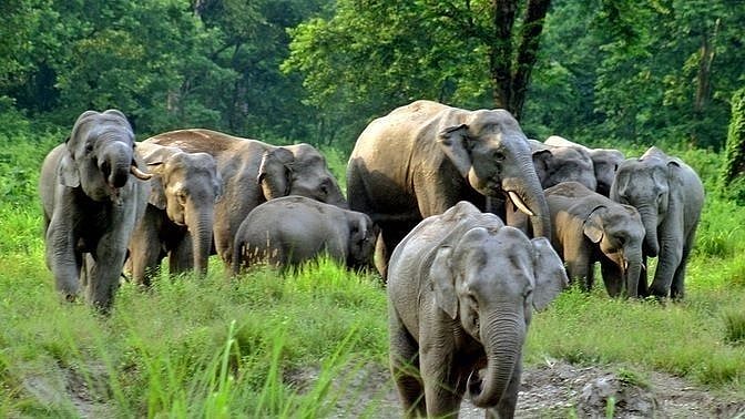 <div class="paragraphs"><p> A group of elephants roam in wild life sanctuary </p></div>