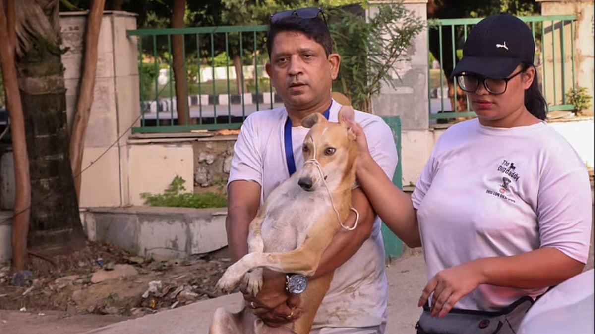 <div class="paragraphs"><p>The evacuated stray animals will be returned to the area by Sunday evening.</p></div>