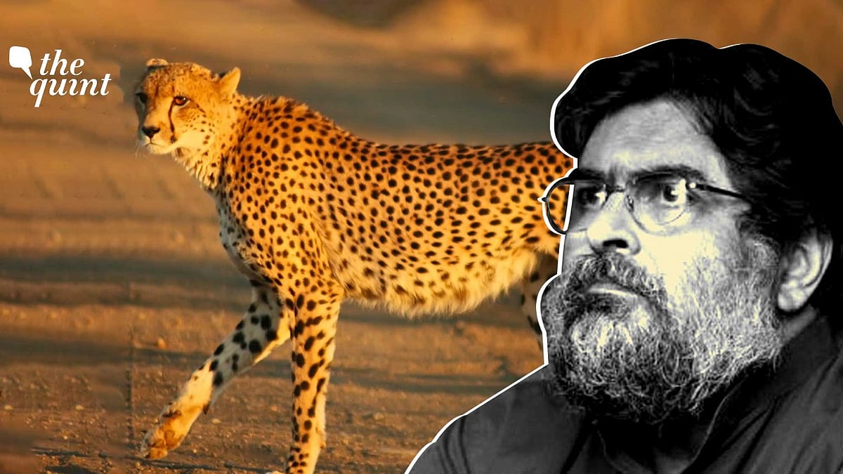 <div class="paragraphs"><p>Valmik Thapar on the Cheetah Translocation Project. </p></div>