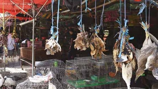 <div class="paragraphs"><p>At least 45% of extant bird species are exploited by humans, principally for pets (40%) and food (15%).</p></div>