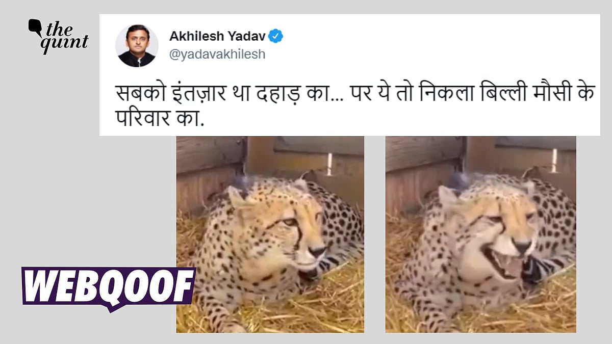 <div class="paragraphs"><p>Fact-Check: The claim links this old video to the cheetahs released in Kuno National&nbsp;Park, Madhya Pradesh.&nbsp;</p></div>