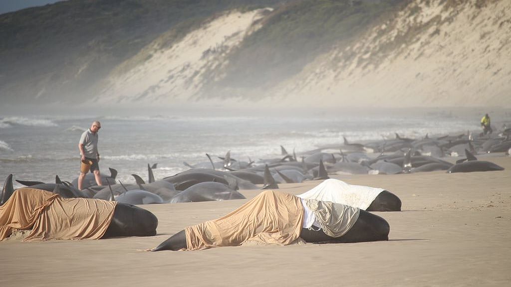 <div class="paragraphs"><p>Mass stranding of pilot whales on the coast of Tasmania, Australia.</p></div>