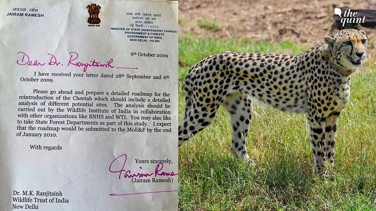 <div class="paragraphs"><p>Congress MP Jairam Ramesh shared a letter approving the project in 2009 (L), one of the cheetahs released at MP's Kuno National Park (R).</p></div>