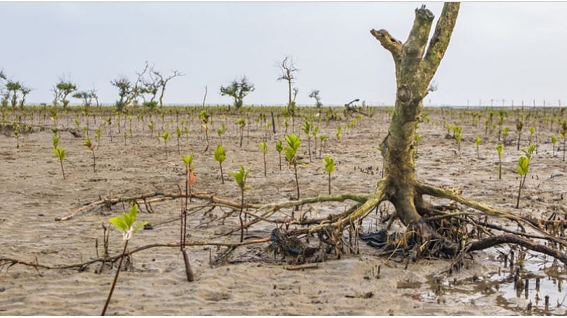 <div class="paragraphs"><p>The Indian Sundarbans in West Bengal. Mangrove saplings planted this year, alongside dead mangrove plants, at Mousuni Island.</p></div>