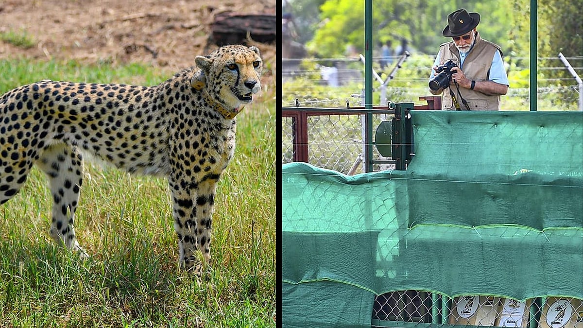 <div class="paragraphs"><p>Watch: PM Modi Releases 8 African Cheetahs at Kuno National Park in Gwalior</p></div>