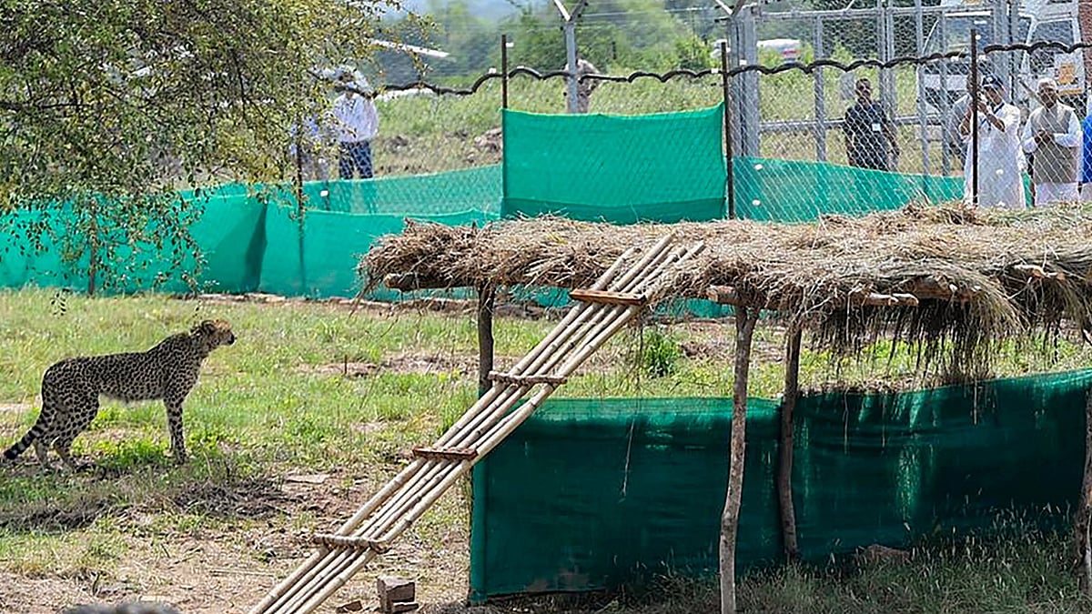 <div class="paragraphs"><p>A cheetah after being released inside a special enclosure of the Kuno National Park in Madhya Pradesh, Saturday, 17 September 2022. Three of the eight cheetahs brought from Namibia were released as part of a programme to reintroduce the feline in India, seven decades after it was declared extinct in the country.</p></div>