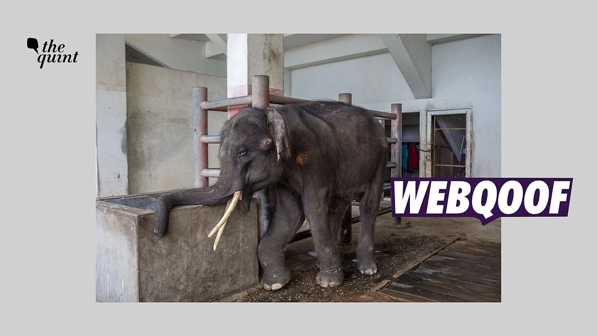 <div class="paragraphs"><p>The photo was taken at Samut Prakarn Crocodile Farm and Zoo outside Thailand's Bangkok in 2018.</p></div>