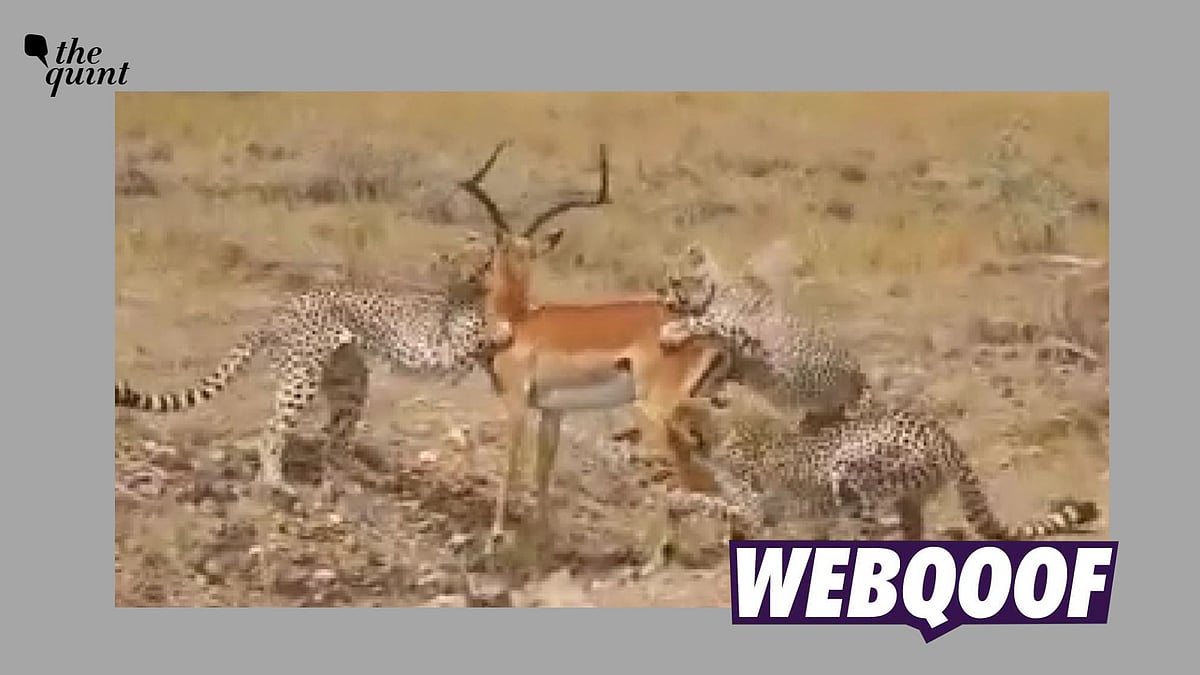 <div class="paragraphs"><p>The claim suggests that the video is recent and from Madhya Pradesh's Kuno National Park.</p></div>