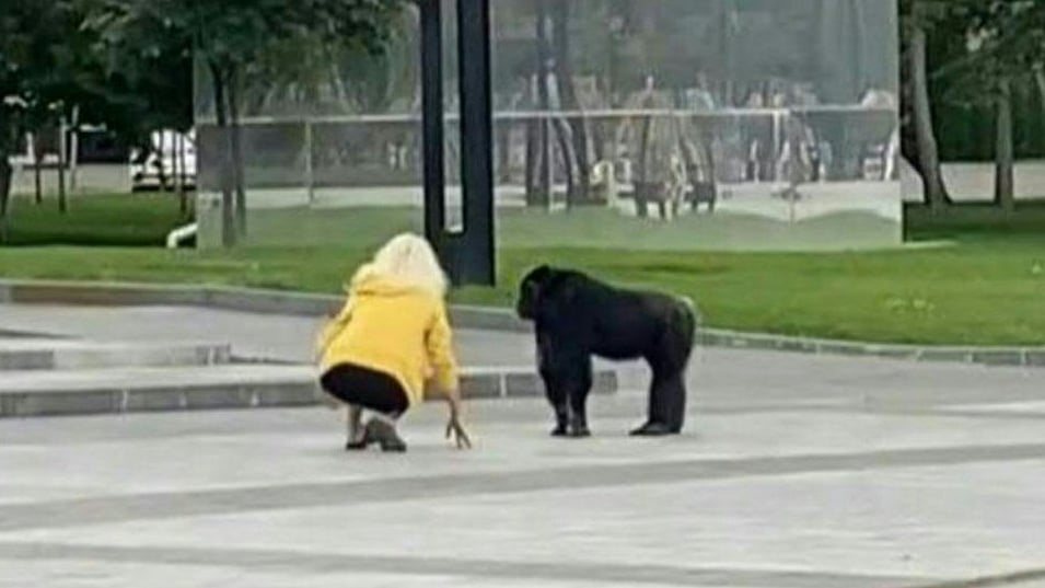 <div class="paragraphs"><p>This was not the first time that the chimp had tried to escape from the zoo. </p></div>