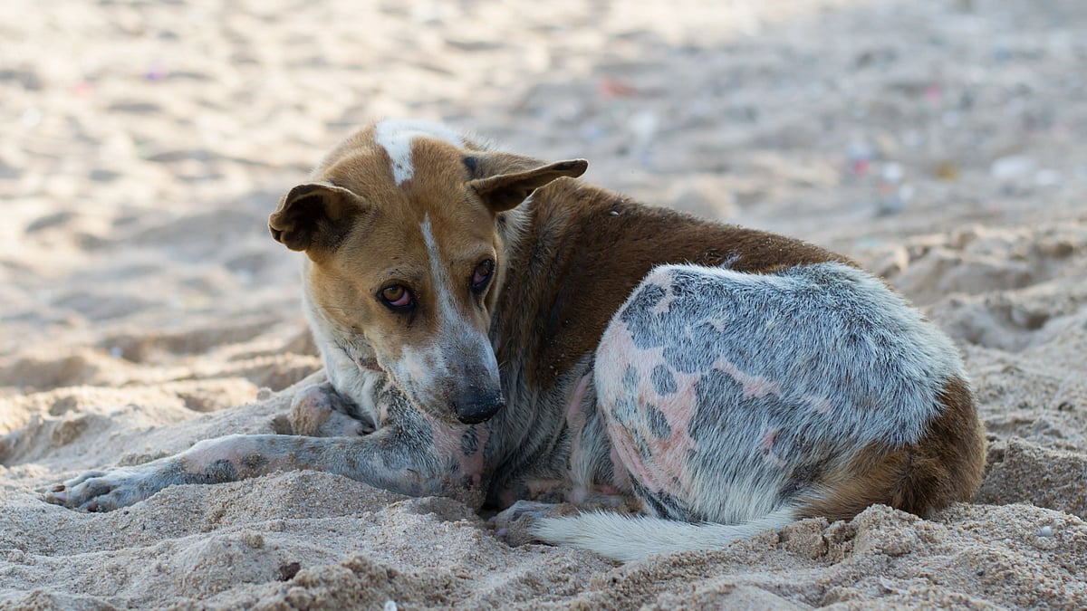 <div class="paragraphs"><p>Girl dies of dog bite after rabies vaccine fails.</p></div>