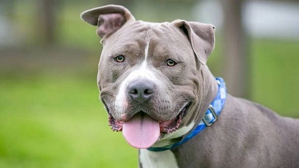 <div class="paragraphs"><p>The <a href="https://www.thequint.com/topic/dogs">dog's</a> owner had taken the dog for a walk in a park where the child was playing. The dog escaped and attacked the child. </p></div>